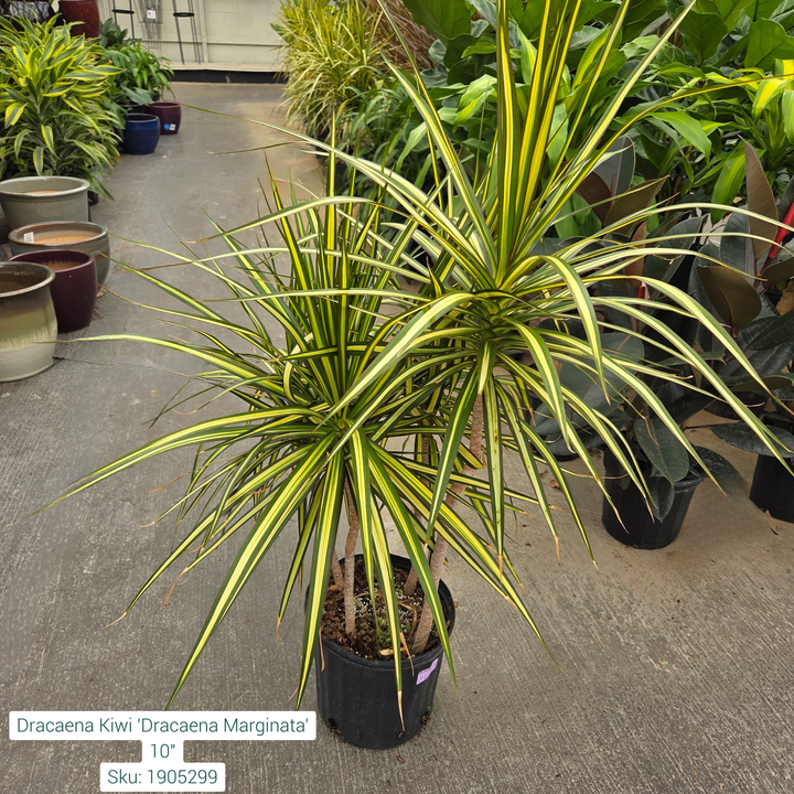 Dracaena Kiwi 'Dracaena Marginata' 10in Pot