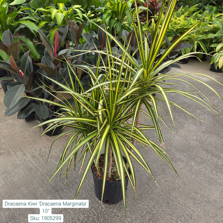 Dracaena Kiwi 'Dracaena Marginata' 10in Pot