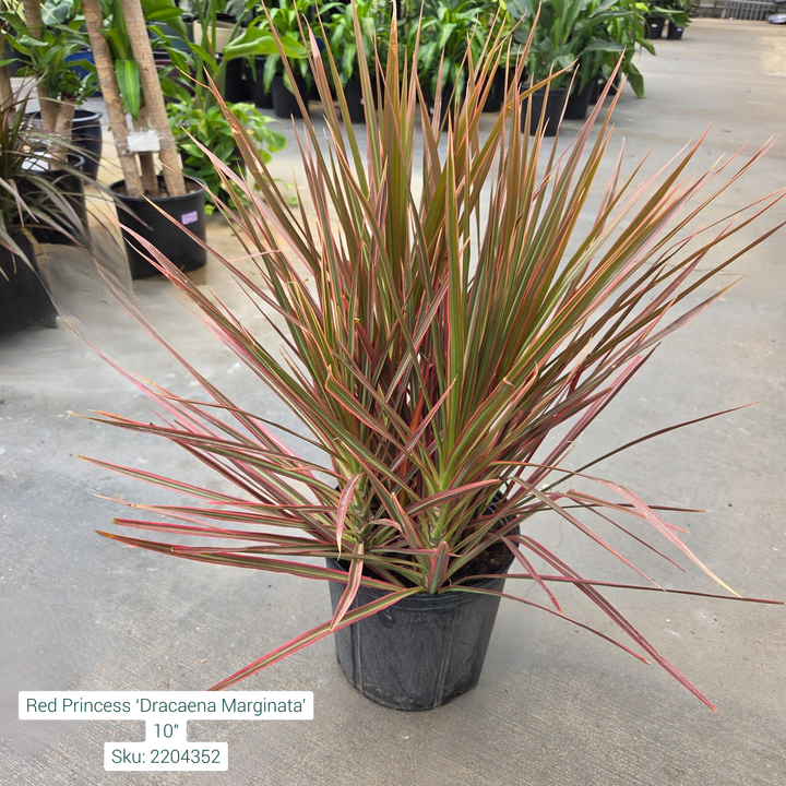 Red Princess ‘Dracaena Marginata’ 10in Pot