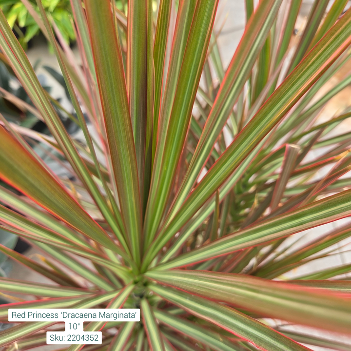 Red Princess ‘Dracaena Marginata’ 10in Pot