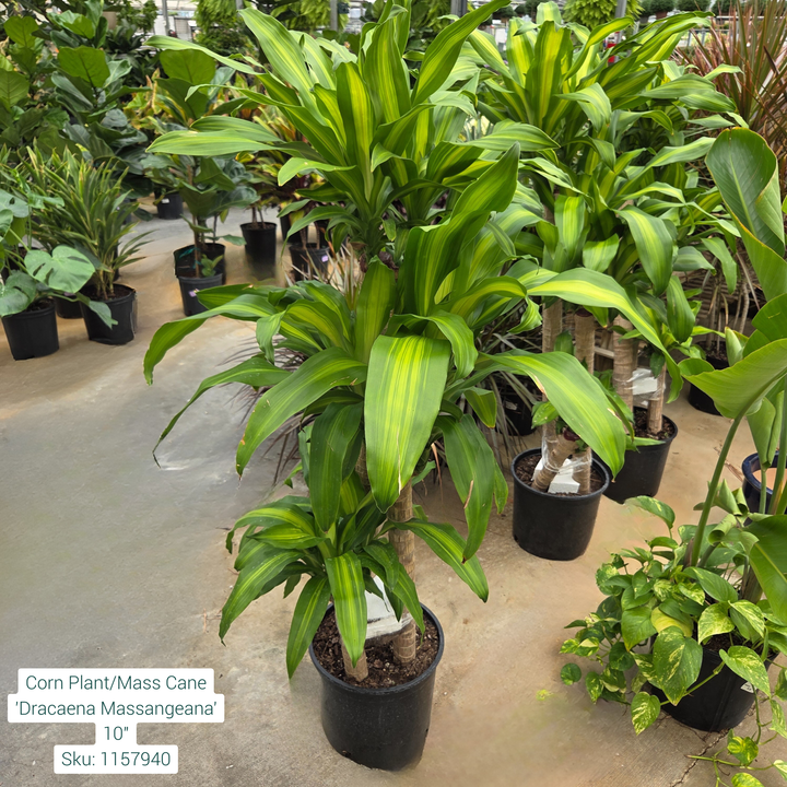 Corn Plant/Mass Cane 'Dracaena Massangeana' 10in Pot