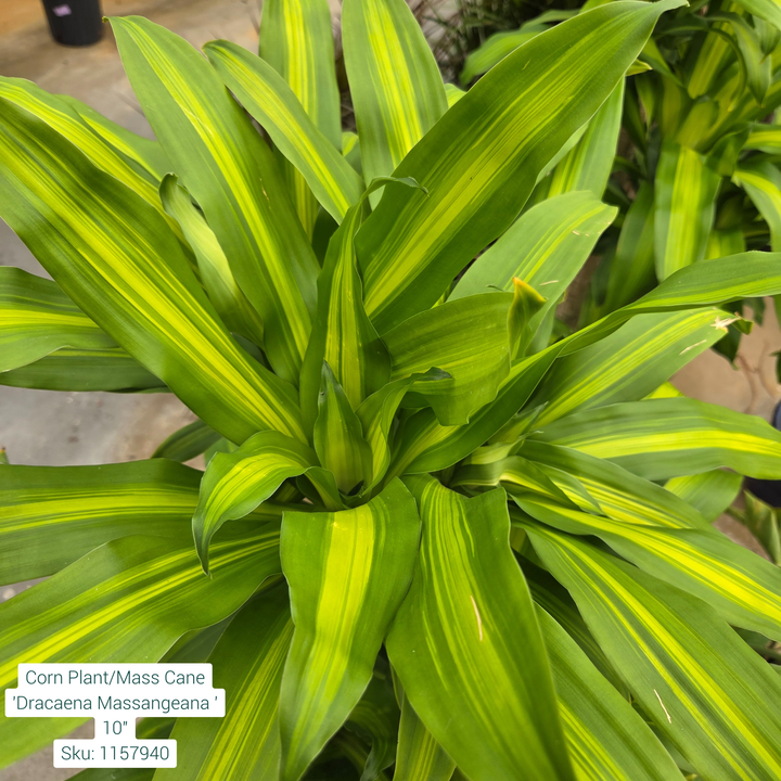 Corn Plant/Mass Cane 'Dracaena Massangeana' 10in Pot