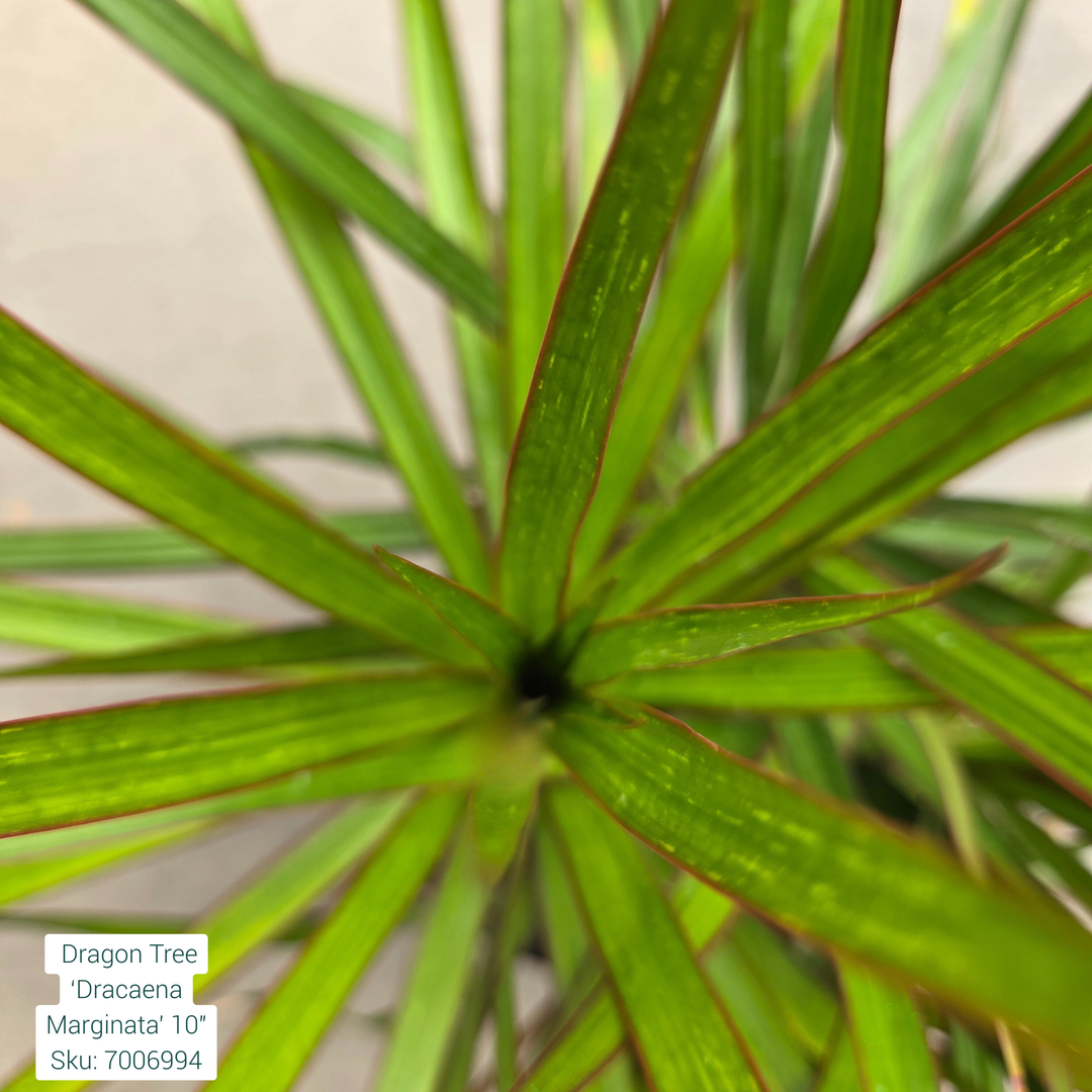 Dragon Tree ‘Dracaena Marginata’ 10in Pot