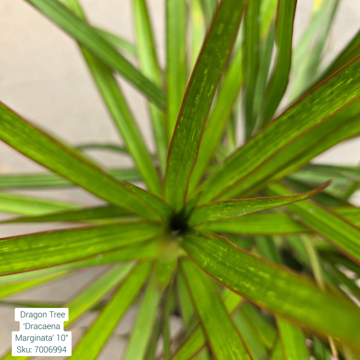 Dragon Tree ‘Dracaena Marginata’ 10in Pot
