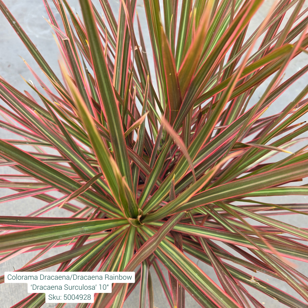 Colorama Dracaena/Dracaena Rainbow ‘Dracaena Surculosa’ 10in Pot