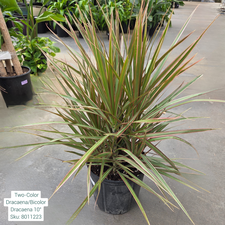 Two-Color Dracaena/Bicolor Dracaena 10in Pot