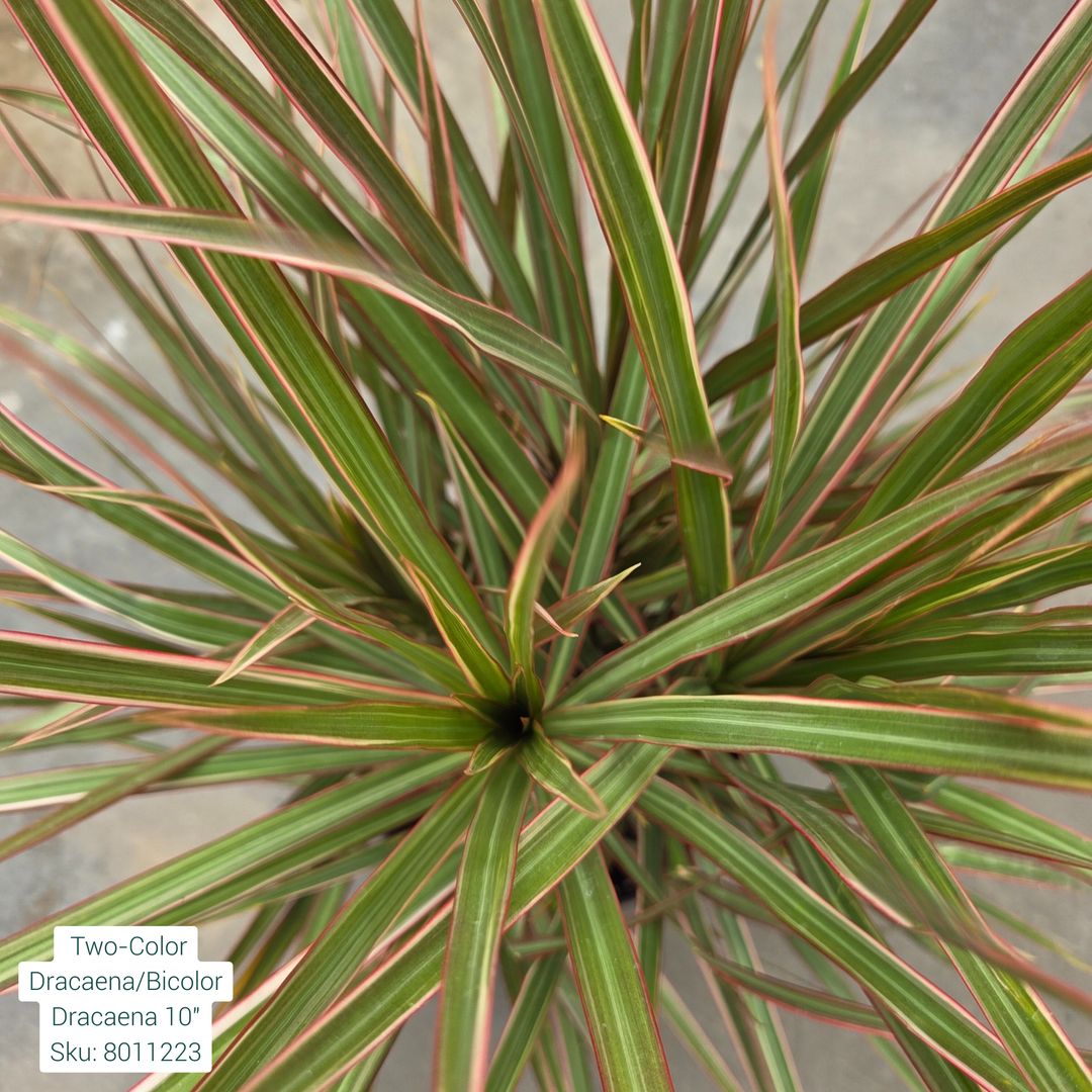 Two-Color Dracaena/Bicolor Dracaena 10in Pot