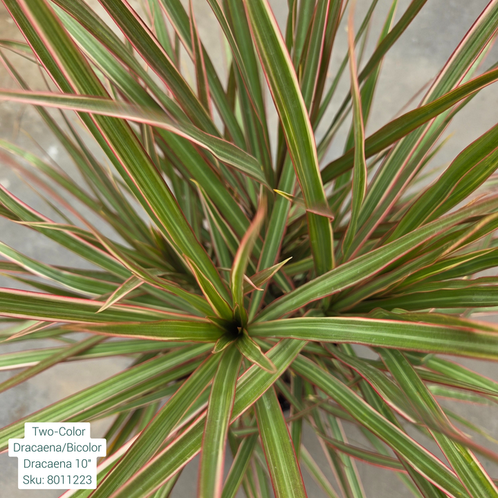 Two-Color Dracaena/Bicolor Dracaena 10in Pot