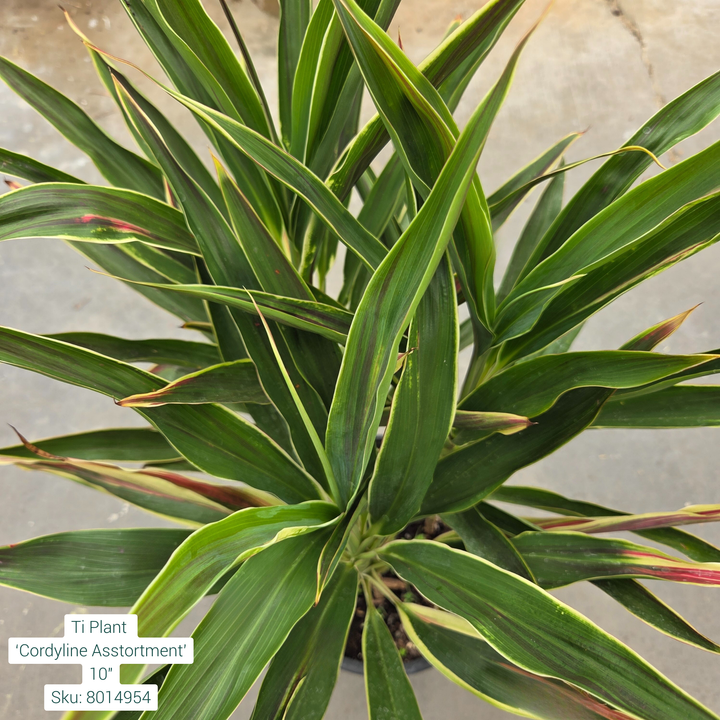 Ti Plant ‘Cordyline Asstortment’ 10in Pot