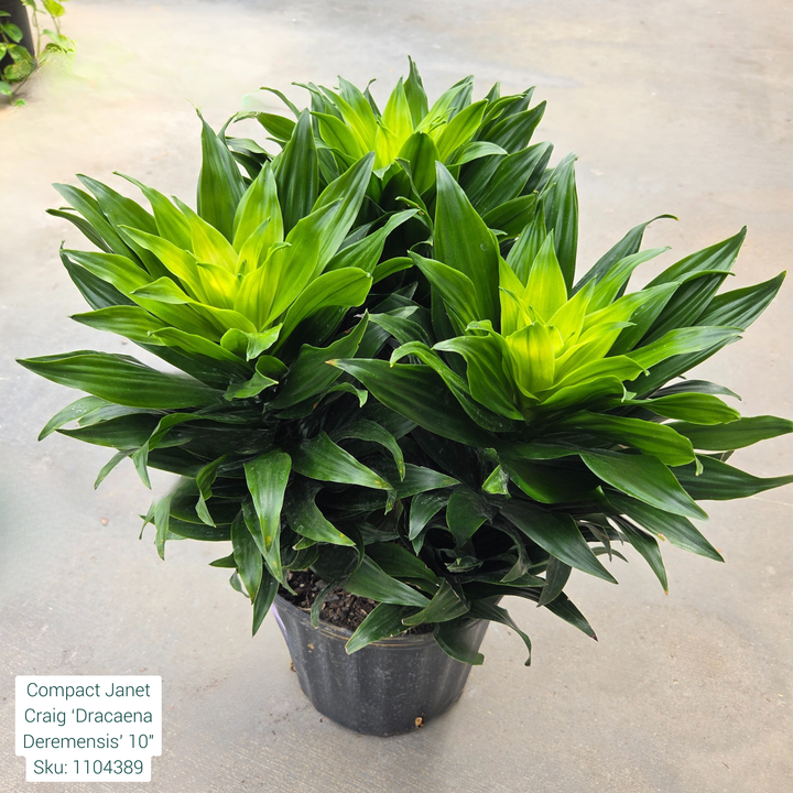 Compact Janet Craig ‘Dracaena Deremensis’ 10in Pot
