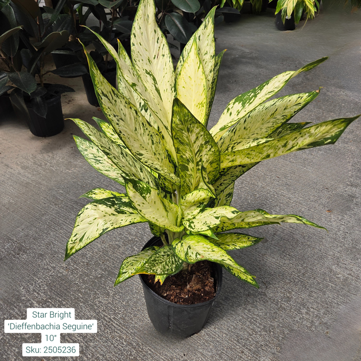 Star Bright ‘Dieffenbachia Seguine‘ 10in Pot