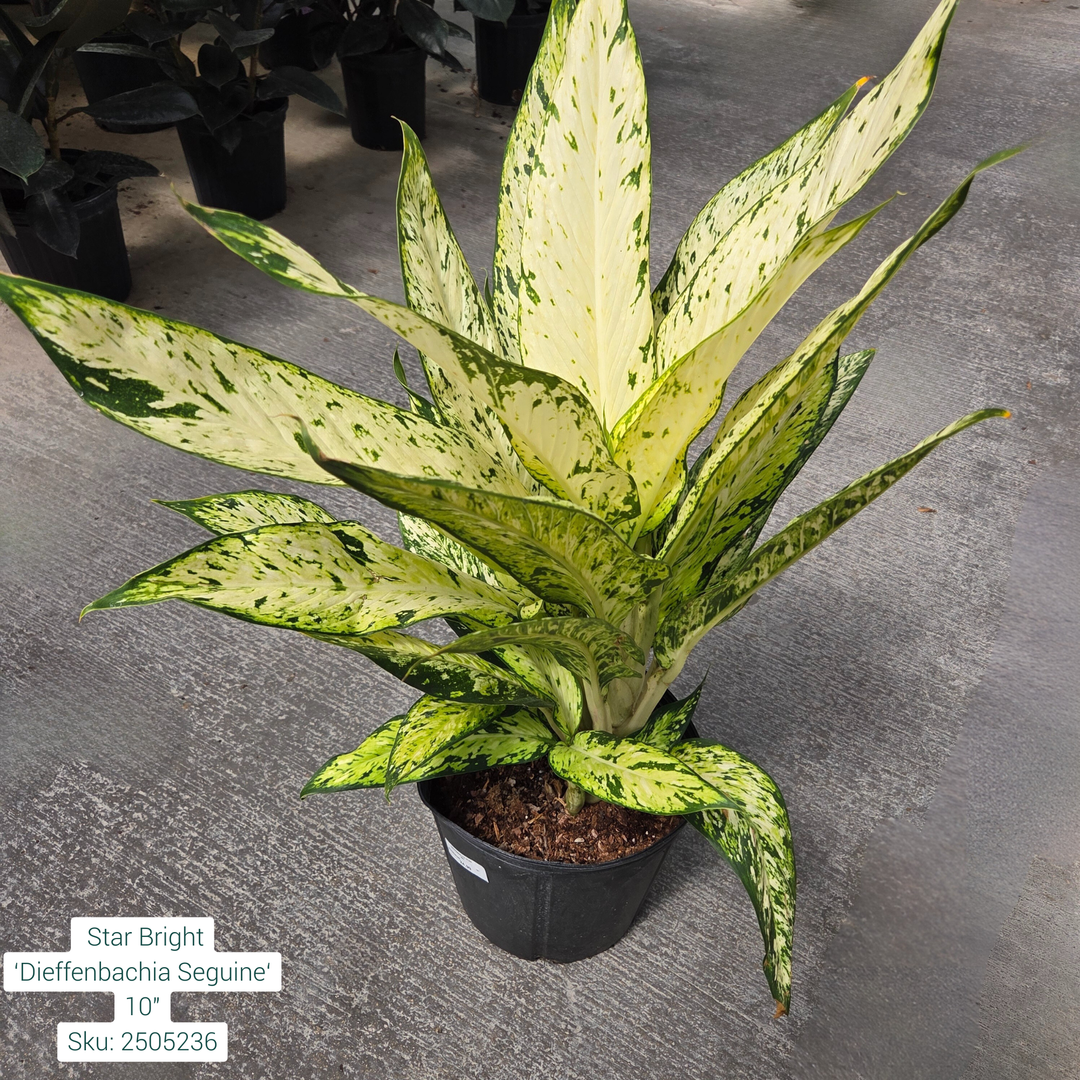 Star Bright ‘Dieffenbachia Seguine‘ 10in Pot