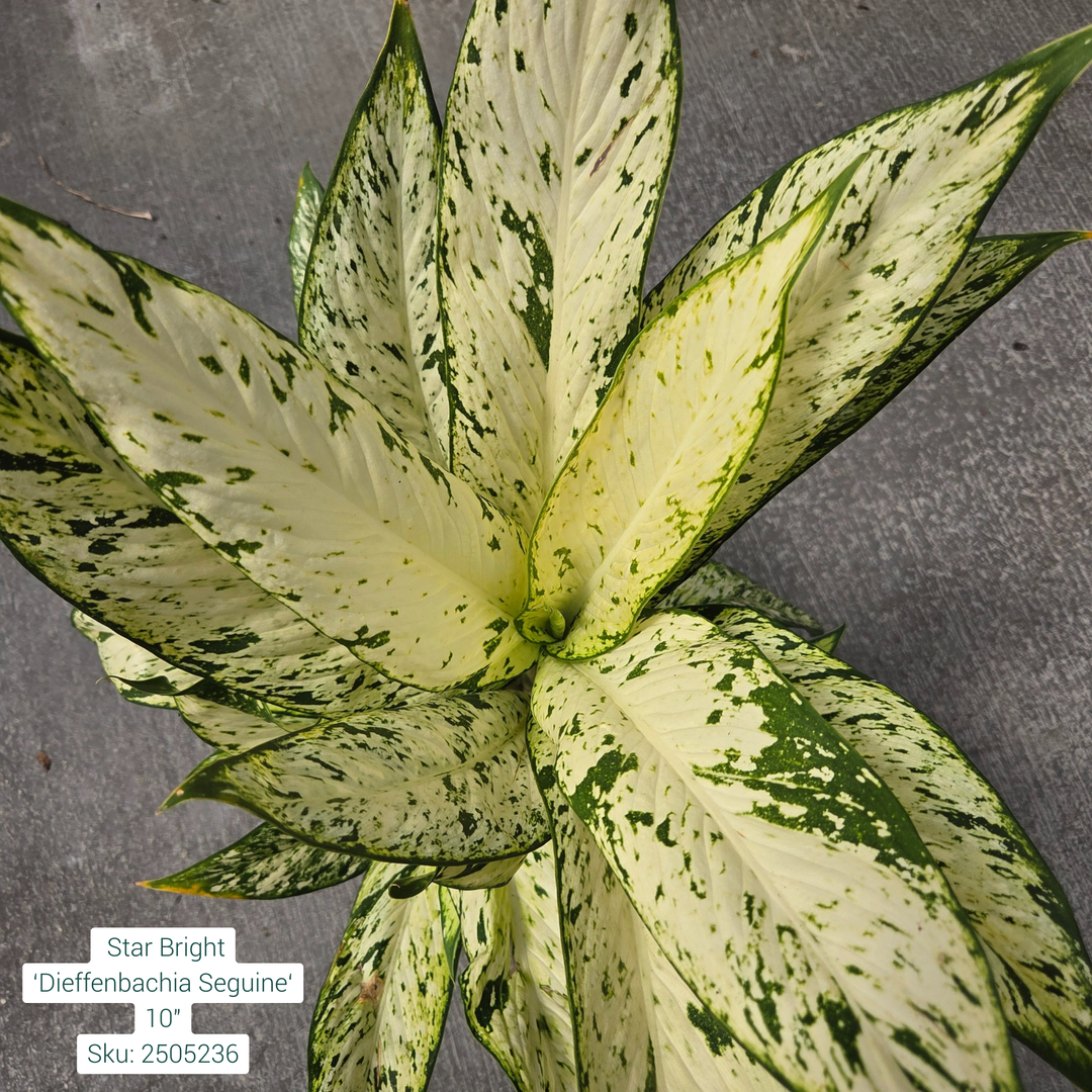 Star Bright 'Dieffenbachia Seguine' 10in Pot – Alsip Nursery Star Bright 'Dieffenbachia Seguine' 10in Pot – Alsip Nursery