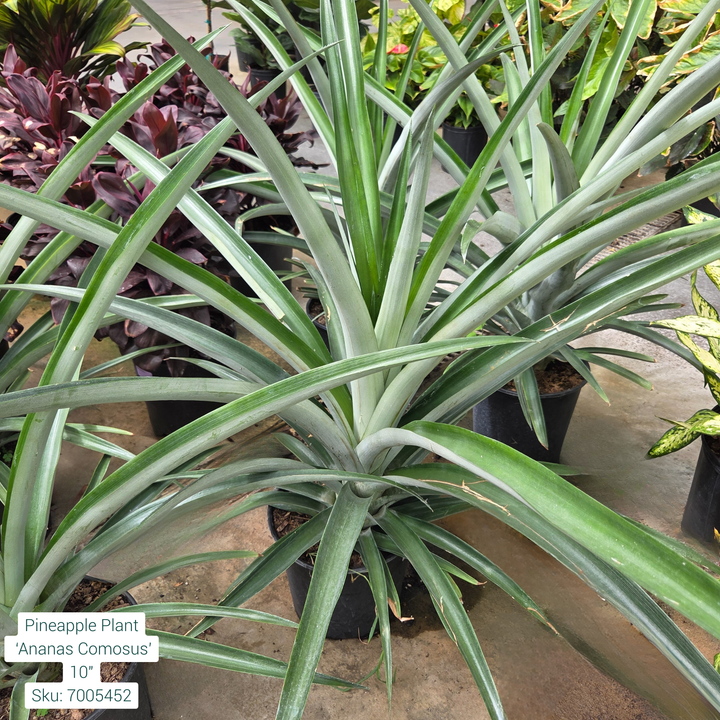 Pineapple Plant  ‘Ananas Comosus’ 10in Pot