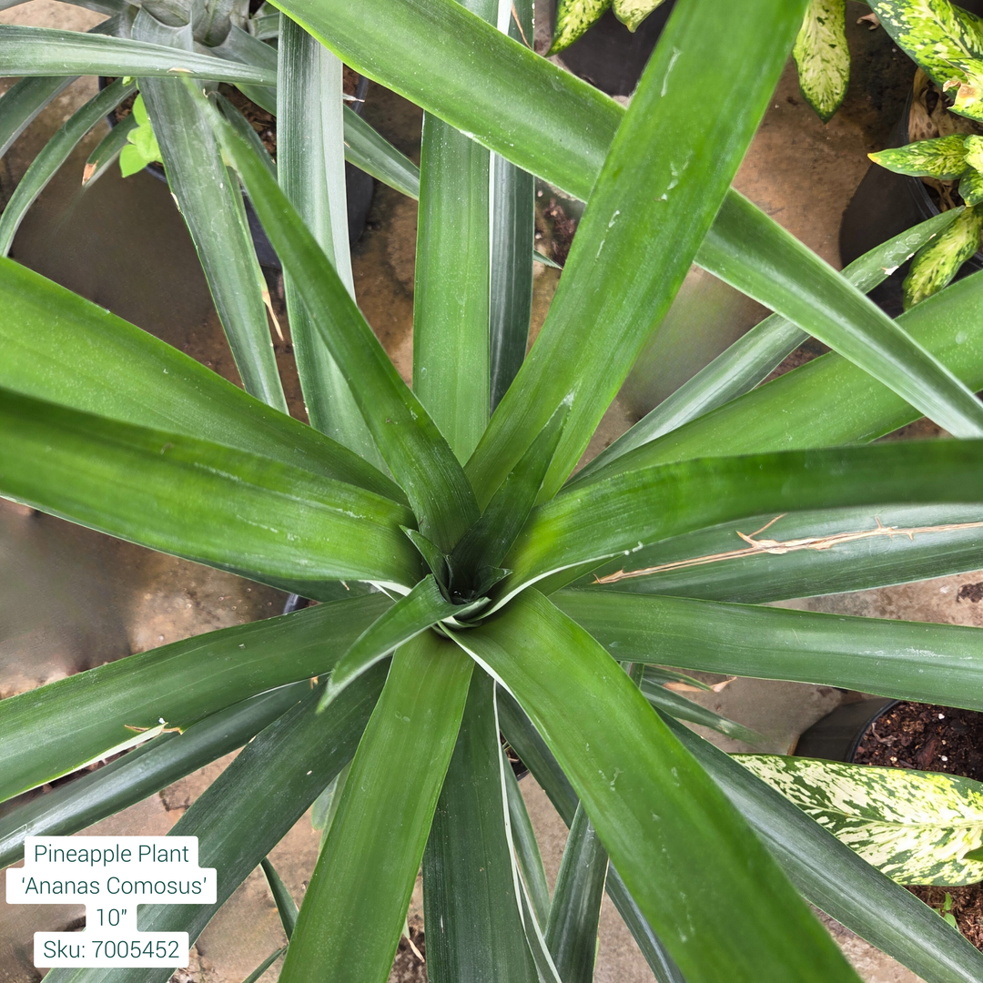 Pineapple Plant  ‘Ananas Comosus’ 10in Pot