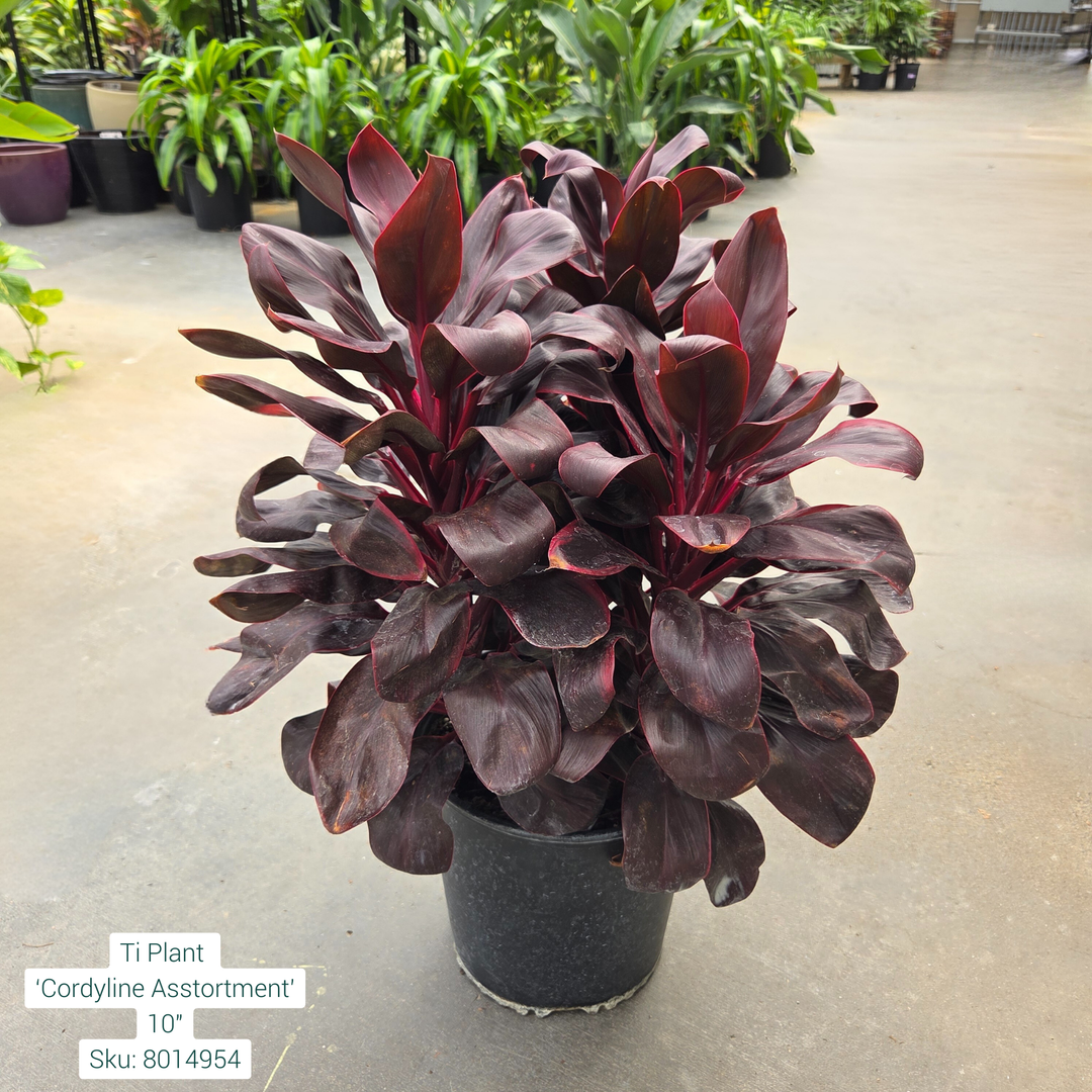 Ti Plant ‘Cordyline Asstortment’ 10in Pot