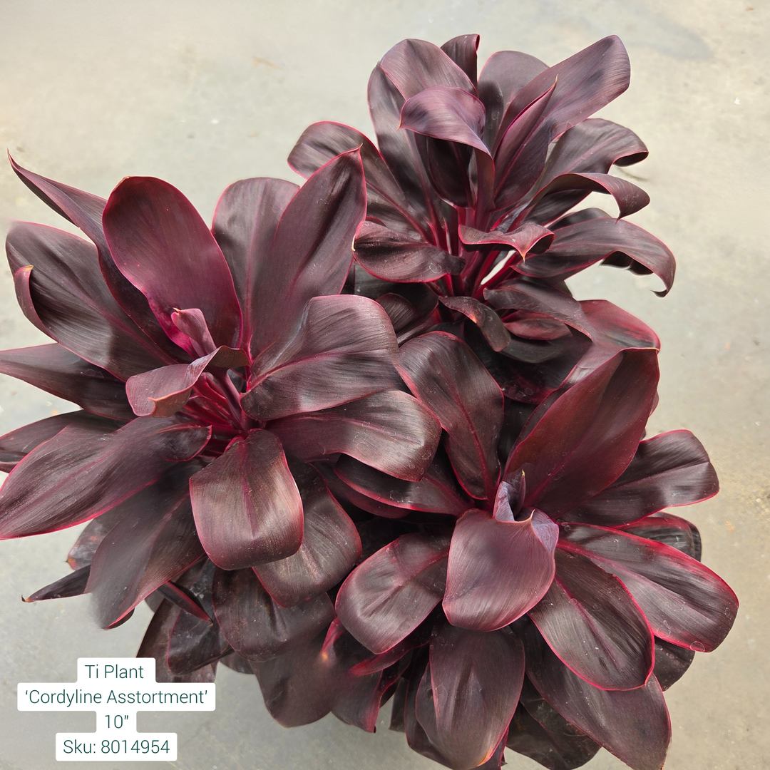 Ti Plant ‘Cordyline Asstortment’ 10in Pot