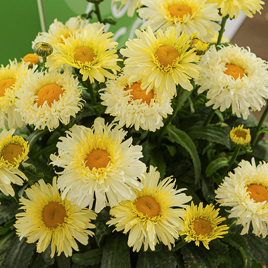 Leucanthemum Shasta Daisy Real Charmer - 8" Potted Perennial