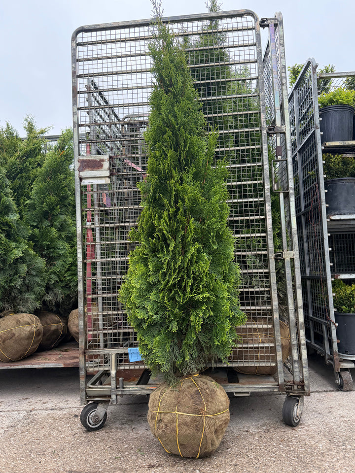 B&B Arborvitae Emerald Green 5-6' - 3 Gallon Pot