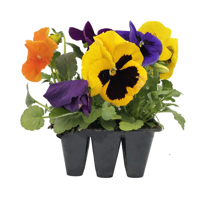 Fall Pansy, 6 Pack