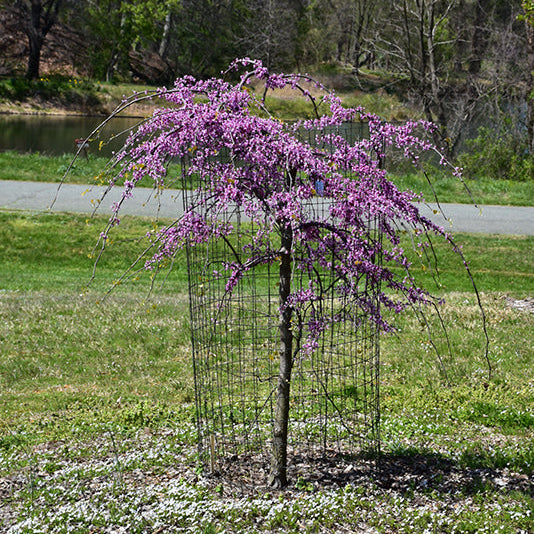 'Pink Heartbreaker' Redbud - Cercis canadensis - 2" Caliper Ball & Burlap Tree