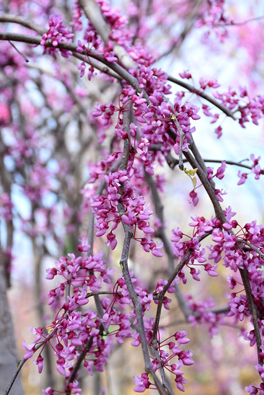 'Pink Heartbreaker' Redbud - Cercis canadensis - 2" Caliper Ball & Burlap Tree