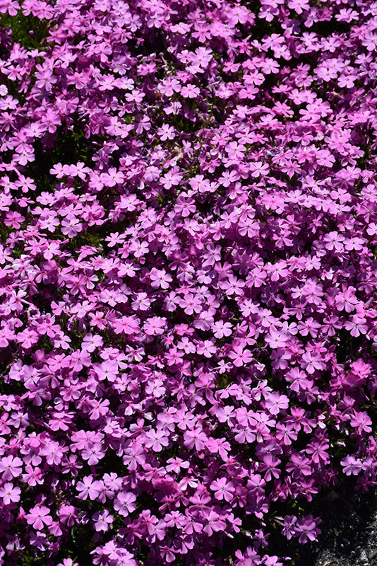 Phlox Creeping Phlox Creeping Emerald Pink - 6" Perennial - 6" Potted Perennial