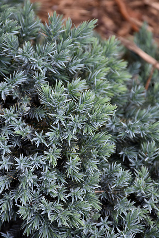 Blue Star Juniper - Juniperus squamata - 5 Gallon Potted Evergreen Shrub