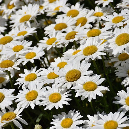 Leucanthemum Shasta Daisy Becky - 8" Potted Perennial