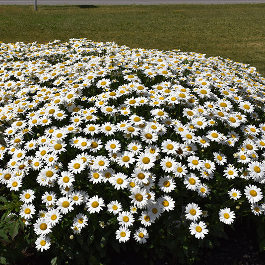 Leucanthemum Shasta Daisy Becky - 8" Potted Perennial