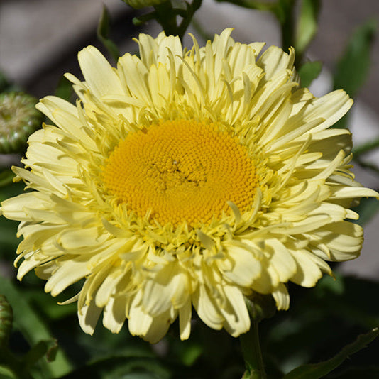 Leucanthemum Shasta Daisy Real Charmer - 8" Potted Perennial