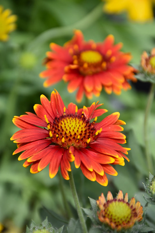 Gaillardia Blanket Flower Arizona Red Shades - 8" Potted Perennial