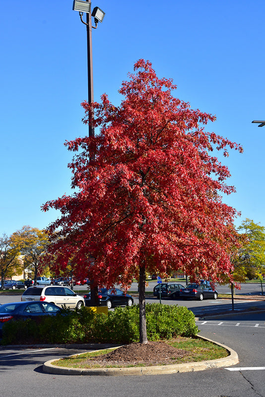 Pin Oak - Quercus palustris - 15# Gallon Potted Tree