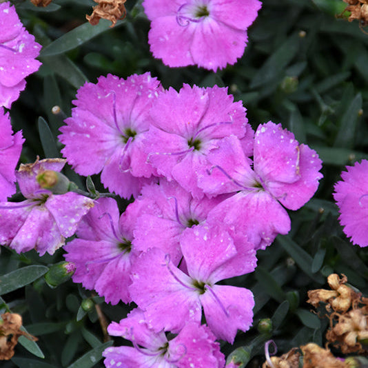 Dianthus Pinks Paint The Town Fuchsia - 6" Perennial - 6" Potted Perennial