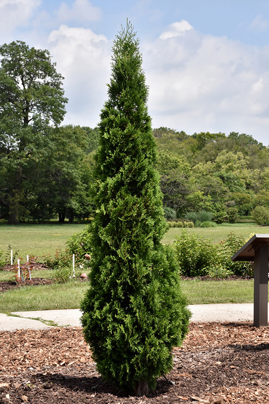 North Pole Arborvitae - Thuja occidentalis - 6# Gallon Potted Tree