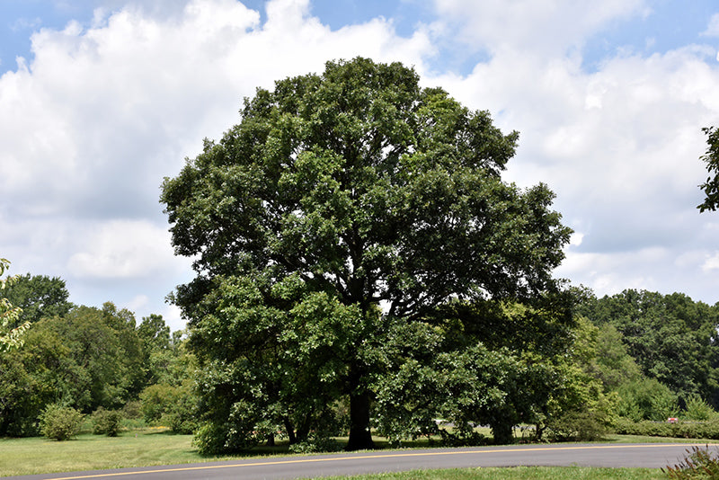 Swamp White Oak - Quercus bicolor - 3" Caliper Ball and Burlap Tree