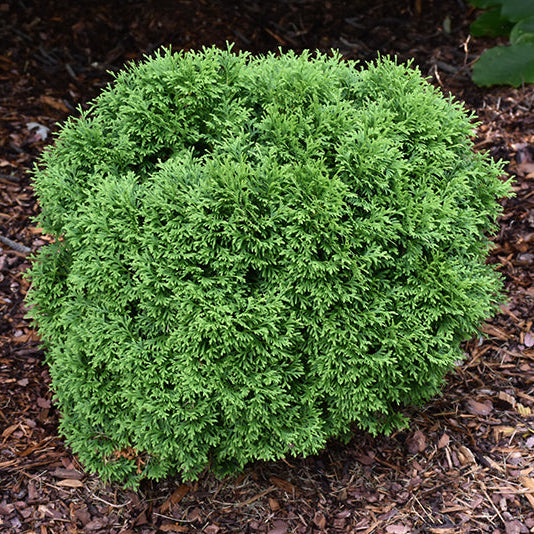 Tater Tot™ Arborvitae - Thuja occidentalis - 6 Gallon Potted Evergreen Shrub