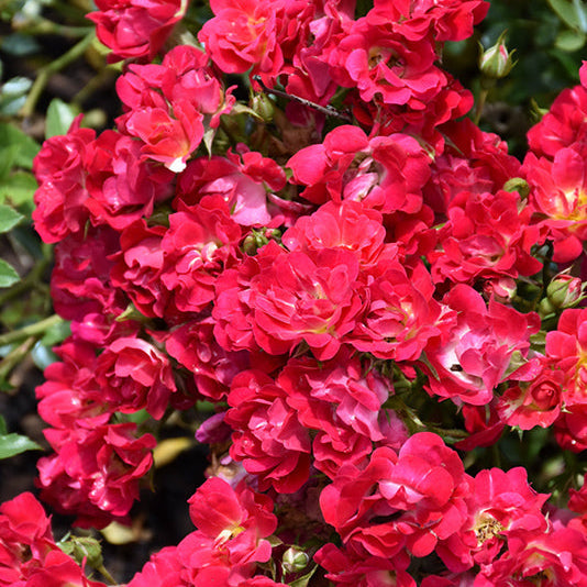 Rose Drift Red - 2 Gallon Pot