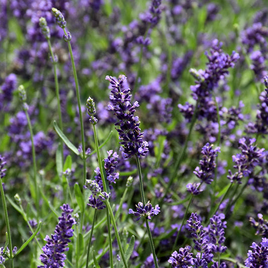 Lavandula Lavender Superblue - 8" Potted Perennial