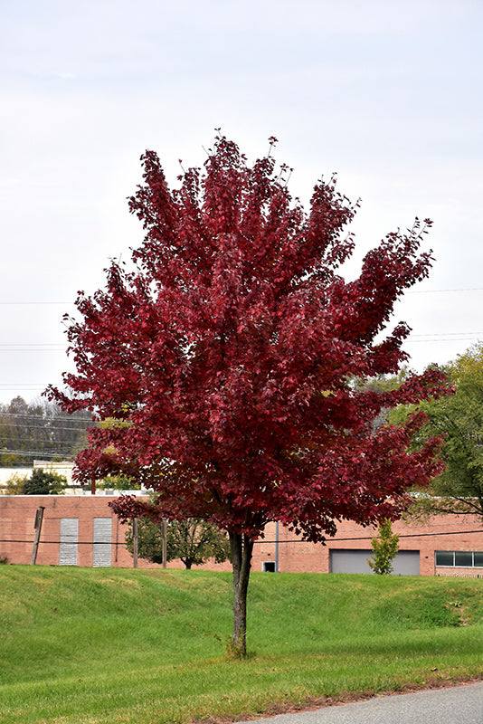 Brandywine Red Maple - Acer rubrum - 15# Gallon Potted Tree