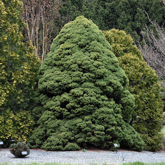 Dwarf Alberta Spruce - Picea glauca 'Conica' - 3 Gallon Potted Evergreen Shrub