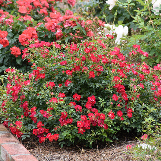 Rose Drift Red - 2 Gallon Pot