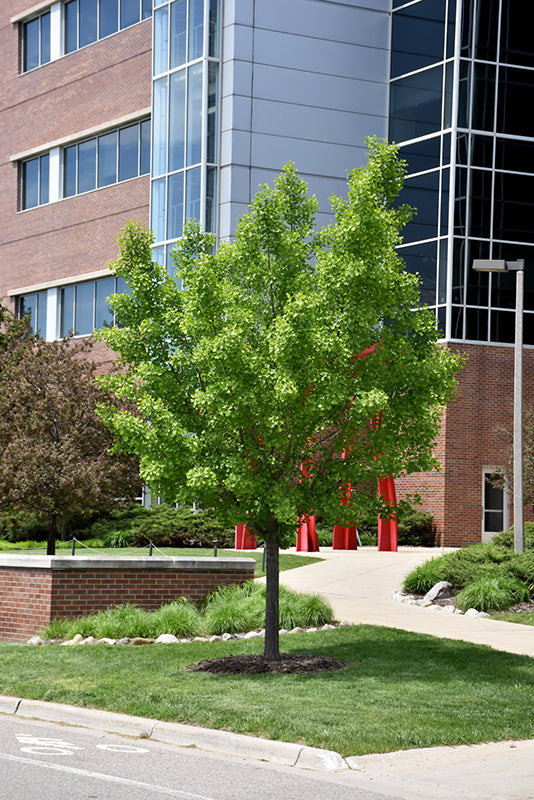 Autumn Gold Ginkgo - Ginkgo biloba 'Autumn Gold' - 5'-6' Foot Ball & Burlap Tree