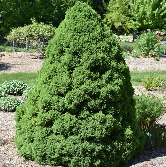 Dwarf Alberta Spruce - Picea glauca 'Conica' - 3 Gallon Potted Evergreen Shrub