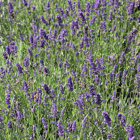 Lavandula Lavender Big Time Blue - 8" Potted Perennial