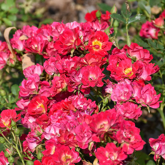 Rose Drift Pink - 2 Gallon Pot