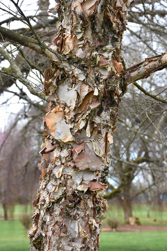 City Slicker River Birch - Betula nigra - 7' Foot Ball & Burlap Tree