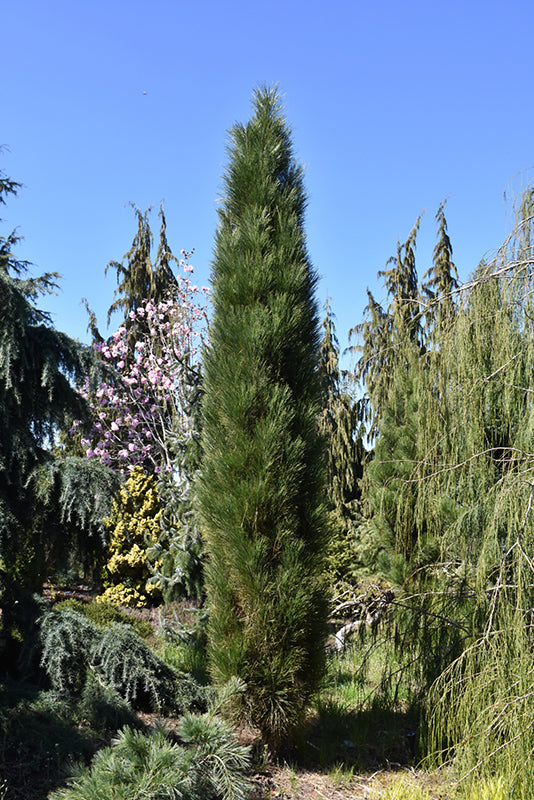 Green Tower Austrian Pine - Pinus nigra - 4-5 Foot Ball & Burlap Tree