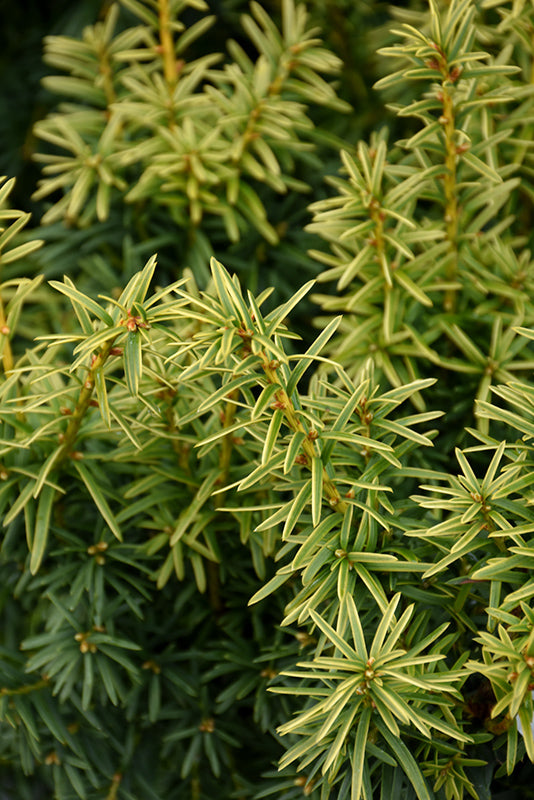 Dwarf Bright Gold Yew - Taxus cuspidata - 5 Gallon Potted Evergreen Shrub