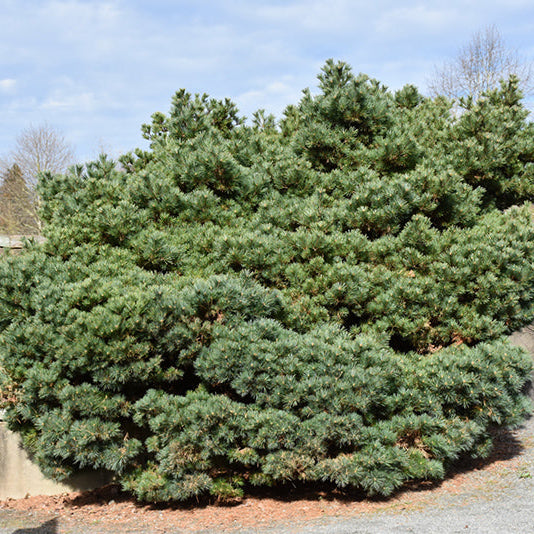 Blue Shag White Pine - Pinus strobus - 6 Gallon Potted Shrub